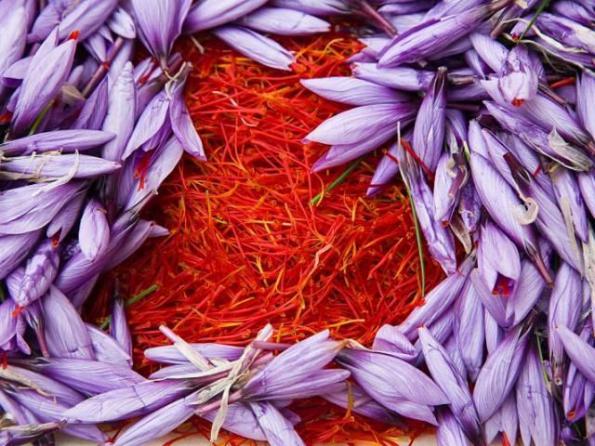 برترین تولید کننده زعفران در کشور
