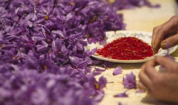 شرکت های فعال در تولید و پخش زعفران ایرانی